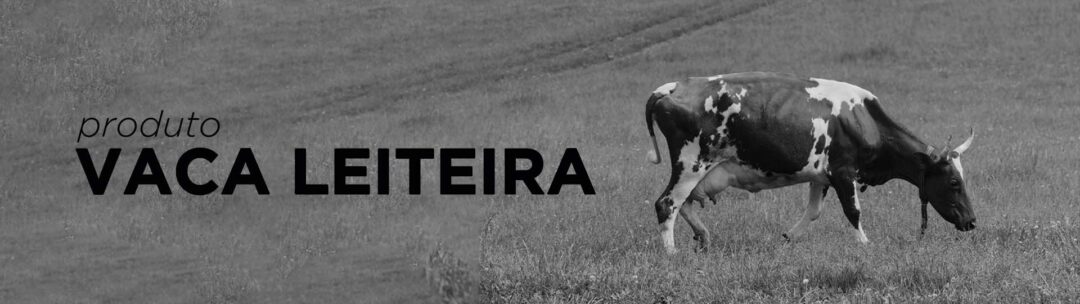 Planejamento de marketing - Produto vaca leiteira - Imagem mostra uma vaca no pasto